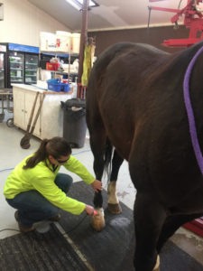 Blaine_County_Veterinary_Service_Large_Animal_horse_vet