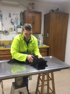 Blaine_County_Veterinary_Service_Small_Animal_cat_vet