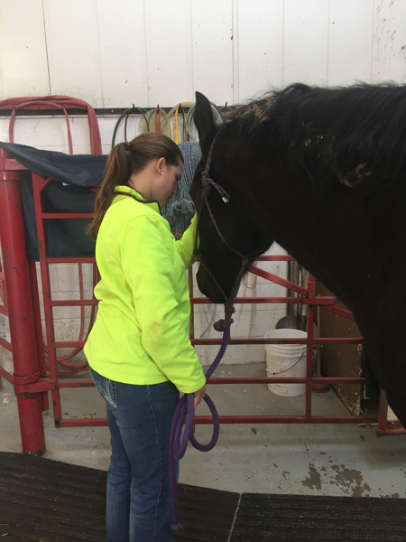 Blaine_County_Veterinary_Service_Large_Animal_horse_vet_on_site