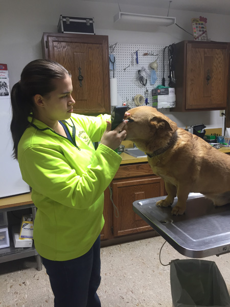 Blaine_County_Veterinary_Service_Small_Animal_dog_vet